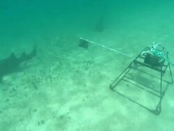 Baited Remote Underwater Video (BRUV), sandy seabed, nurse sharks investigate, underwater, Bahamas  Stock Footage