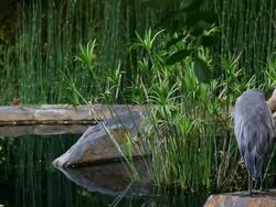Blue heron overlooking pond Stock Footage