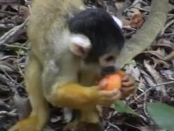Monkey eating fruit Stock Footage