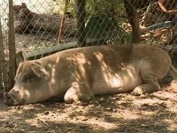 Pig Sleeping At The Zoo Stock Footage
