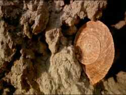 Land Snail (Iberus gualtieranus), Andalusia, Southern Spain Stock Footage