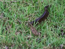 Millipede walking Stock Footage