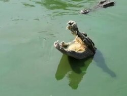 crocodile open mouth Stock Footage