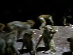 1939 World's Fair - Frank Buck's Jungleland Stock Footage