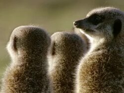 MS R/F Shot of Small group of meerkats standing on back legs observing surroundings / Namaqualand, Northern Cape, South Africa Stock Footage