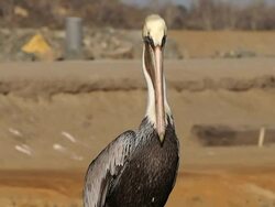 Brown Pelican (Pelecanus occidentalis) with personality Stock Footage
