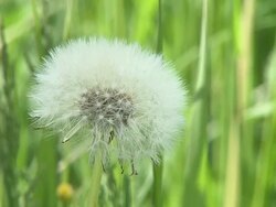 HD SLOW-MOTION: Spring flower Stock Footage