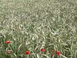 MS Shot of speltfield, poppy flowers / Serrig, Rhineland-Palatinate, Germany Stock Footage