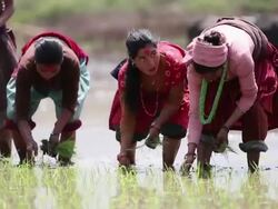 MS Women working at rice plantation / Durma, Banke District, Nepal Stock Footage