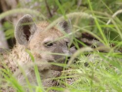 CU Shot of Spotted hyena pup lying down and observing / Okavango Delta, North West District, Botswana Stock Footage