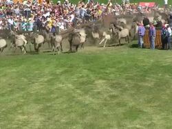 WS Wild horse race at Meerfelder Bruch / Dulmen, North Rhine Westphalia, Germany Stock Footage