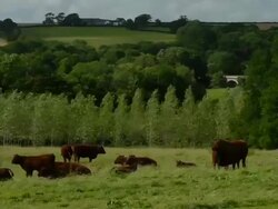T/L Cattle (Bos taurus) in field take 6, UK Stock Footage