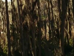 Moving camera through Cypress trees covered with Spanish moss and swamp water. Stock Footage