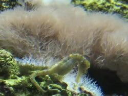 Seahorse 7 - HD 1080/30F Stock Footage