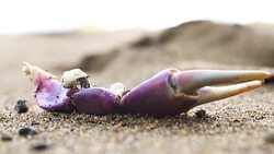 ECU Hermit crabs feasting with crab's claws Stock Footage