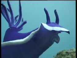 Sea slug, H.bullocki, MCU head and MS, Kapalai, Sipadan, Malaysia Stock Footage