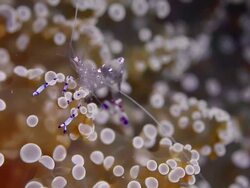 CLEANING SHRIMP ON CORAL Stock Footage