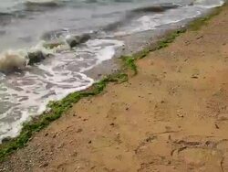 Shot of sea lettuce coming from beach Stock Footage