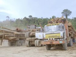 WS Trucks moving felled trees / Tawau, Sabah, Malaysia Stock Footage