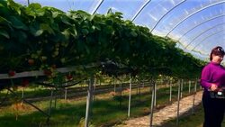 Female farm worker stands with crate of strawberries in poly tunnel. Stock Footage