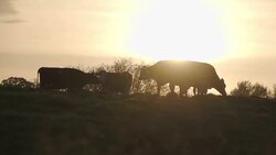 Cows At Sunset Stock Footage