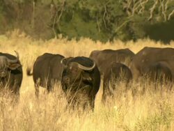 MS PAN Shot of buffalo herd grazing in tall grass / Okavango Delta, North-West District, Botswana Stock Footage