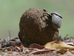 WS View of Two Scarab beetles rolling a ball of dung / Pilanesberg, Gauteng, South Africa Stock Footage
