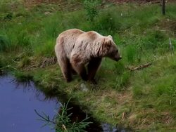 Brown bear by the water. Stock Footage