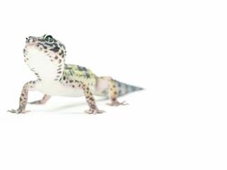 Leopard Gecko on white background Stock Footage
