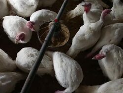 California Turkey Farm Supplies Birds For Thanksgiving Dinners Stock Footage