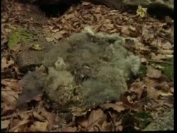 MS T/L view of Rabbit decomposing, United Kingdom Stock Footage