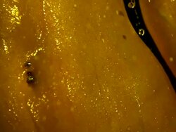 Extreme Close Up, Pan-right - Water runs down the naked torso and pierced belly button of a woman / USA Stock Footage