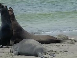 Two Elephant Seals Fighting Stock Footage