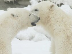 CU SLO MO Two Polar bears sitting facing each other playing and fighting / Churchill, Manitoba, Canada Stock Footage