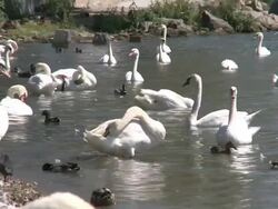 swans Stock Footage