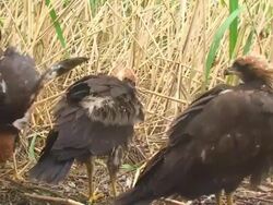 Four Marsh Harrier Chicks Stock Footage