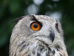 CU European eagle owl looking around / Vieux Pont, Normandy,  France Stock Footage