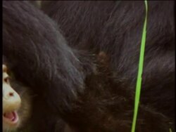 CU, Young chimpanzee (Pan troglodytes) playing with blade of grass, Gombe Stream National Park, Tanzania Stock Footage