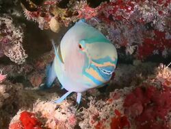 Sheephead Parrotfish (Scarus strongylocephalus) sleeping on reef, portrait, CU, Meemu Atoll, The Maldives Stock Footage