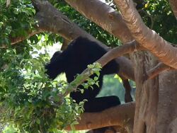 Chimpanzee Stock Footage