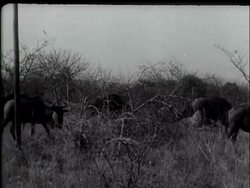 MOTOR ""SAFARI"" IN S AFRICA News Clip