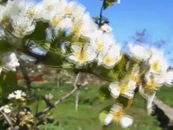 Cherry Blossom Stock Footage
