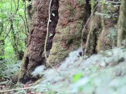Rainforest Stock Footage