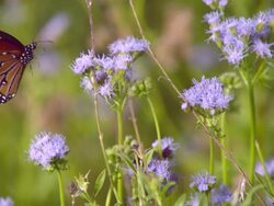 CU SLO MO Shot of Monarch butterfly flying from one purple flower to another / Santa Barbara, California, United States Stock Footage