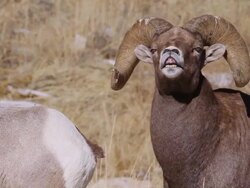 CU Shot of bighorn sheep ram sniffing and lip curling near ewes during rut in snow / Georgetown, Colorado, United States Stock Footage