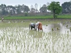 WS View of women working in a rice patty in Myanmar  / Mandalay, Mandalay Division, Myanmar Stock Footage