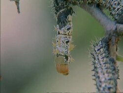 CU Caterpillar hanging from branch, Botswana, Africa Stock Footage
