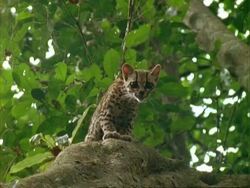 Margay (Leopardus wiedii) on rock, looks at camera. Stock Footage