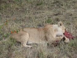 lion (Panthera leo)- lioness  eating bleeding prey Stock Footage