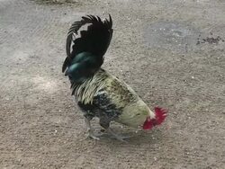 HD Rooster Video Stock Footage